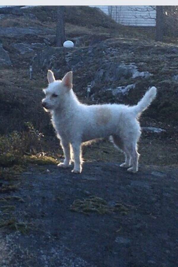 Hund - Pudel/Jack Russel 