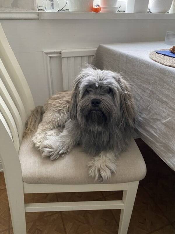 Hund - Blandrasen Enzo Hund - Blandrasen Enzo