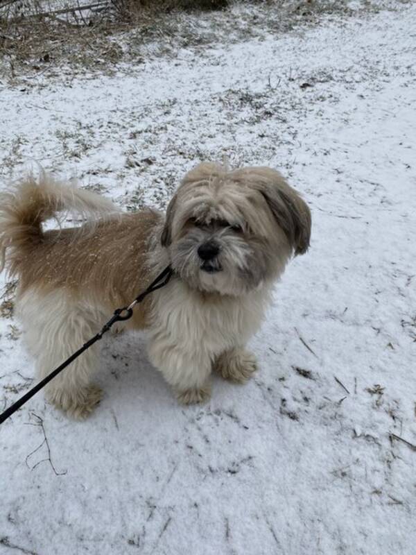 Hund - Blandrasen Elvis med underbett Hund - Blandrasen Elvis med underbett