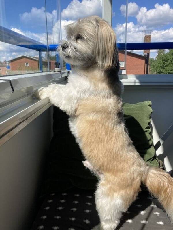 Hund - Blandrasen Elvis med underbett Hund - Blandrasen Elvis med underbett