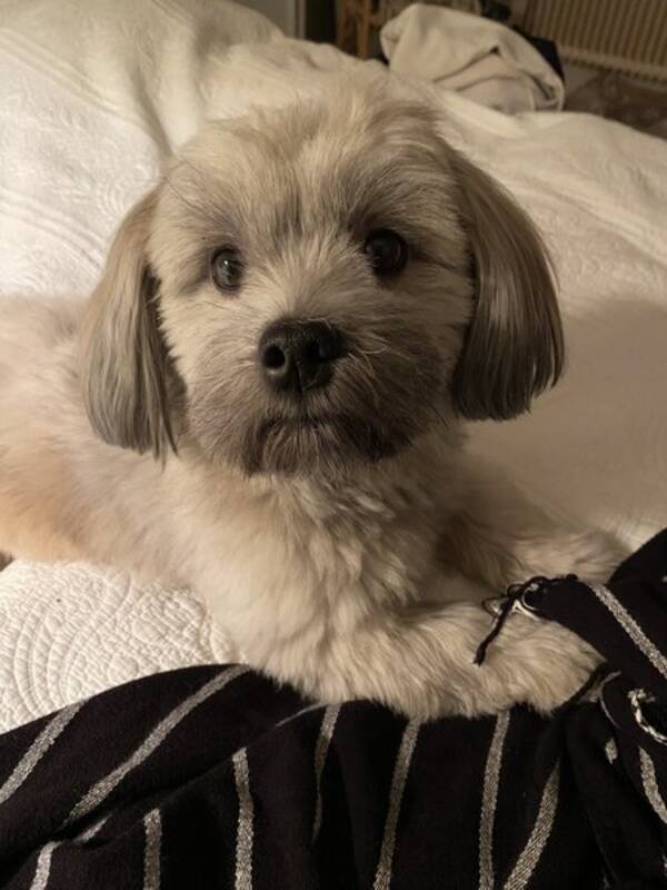 Hund - Blandrasen Enzo
