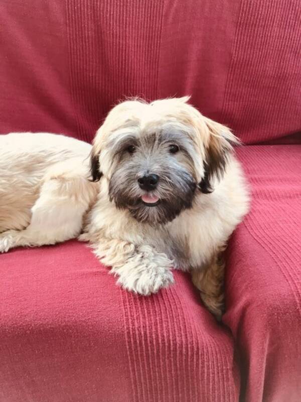 Hund - Blandrasen Enzo