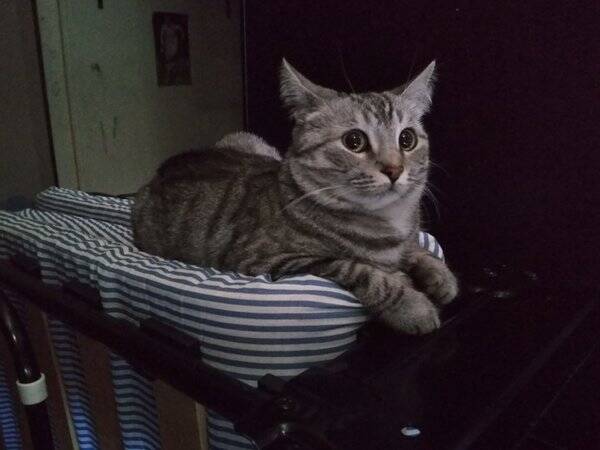 Katt Katt