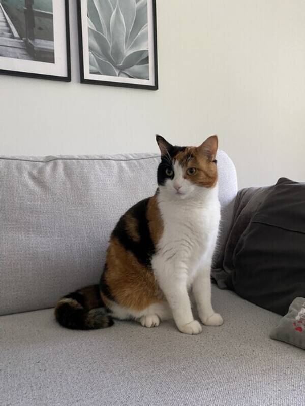 Katt - Katten Snoozie