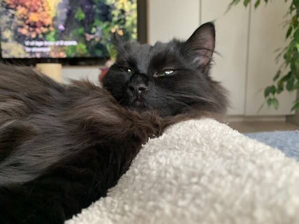 Katt - Coco  Katt - Coco