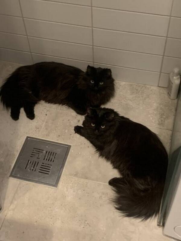 Katt - Coco  Katt - Coco