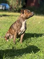 Bella Staffordshire bullterier