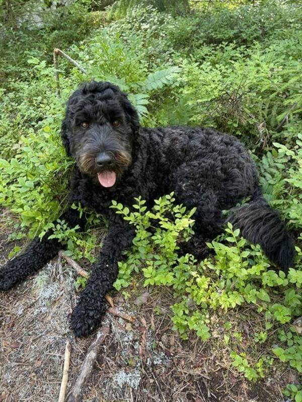 Hund - Australian Cobberdog: ZORRO