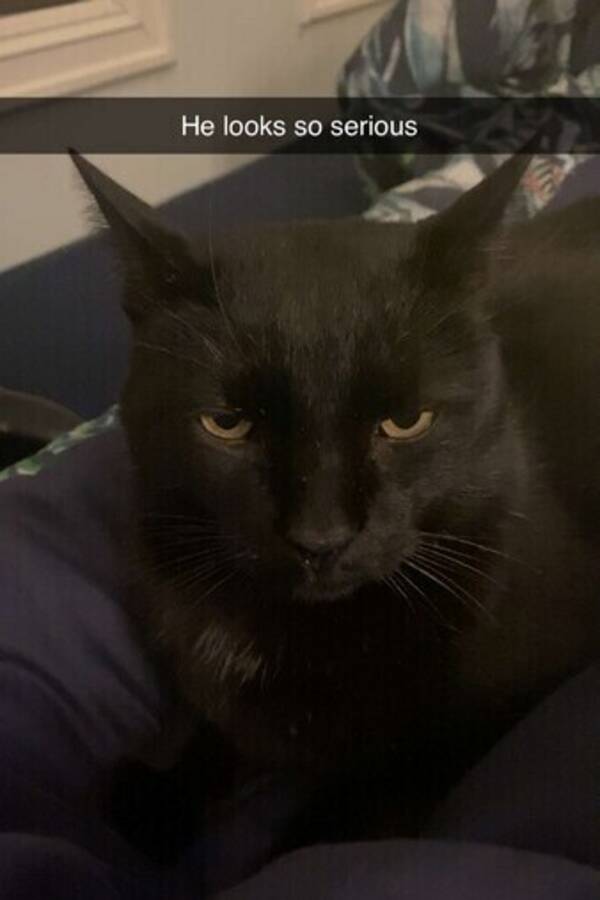 Katt - Han er en katt (ingen rase)