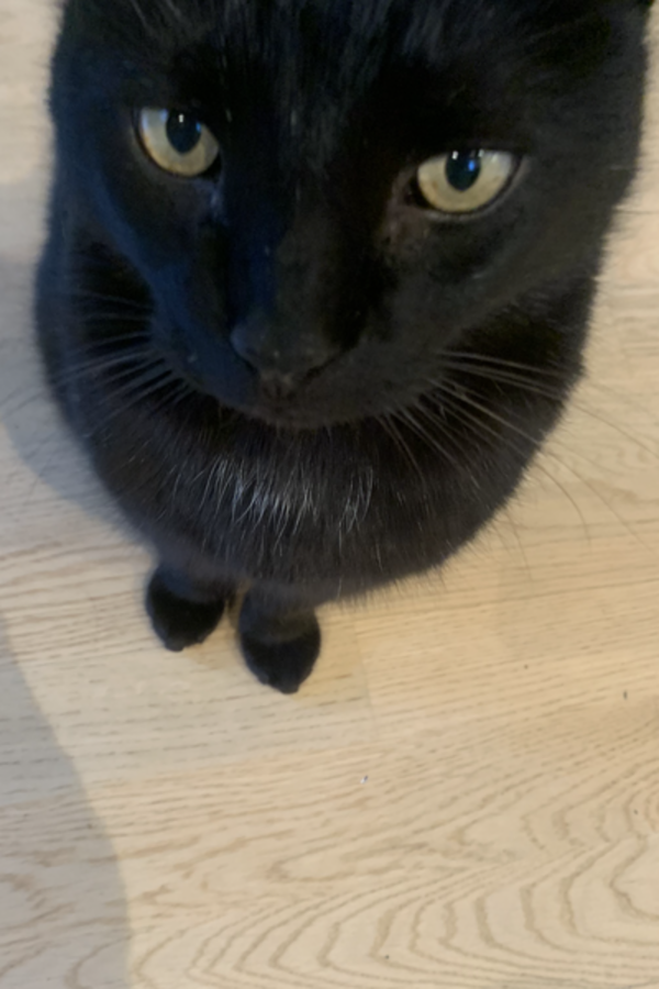 Katt - Han er en katt (ingen rase)