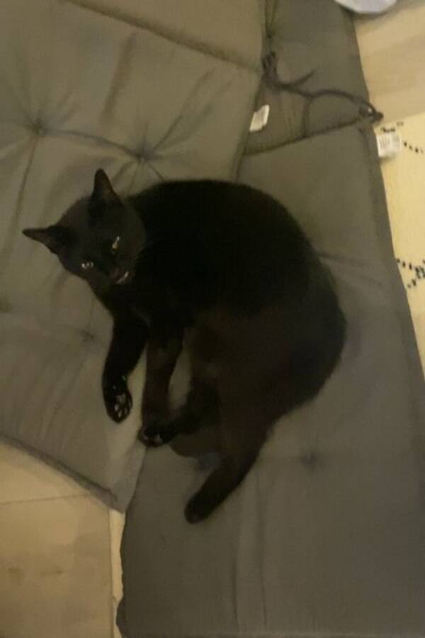 Katt - Han er en katt (ingen rase)