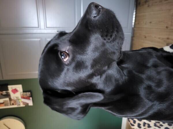 Hund - Labrador