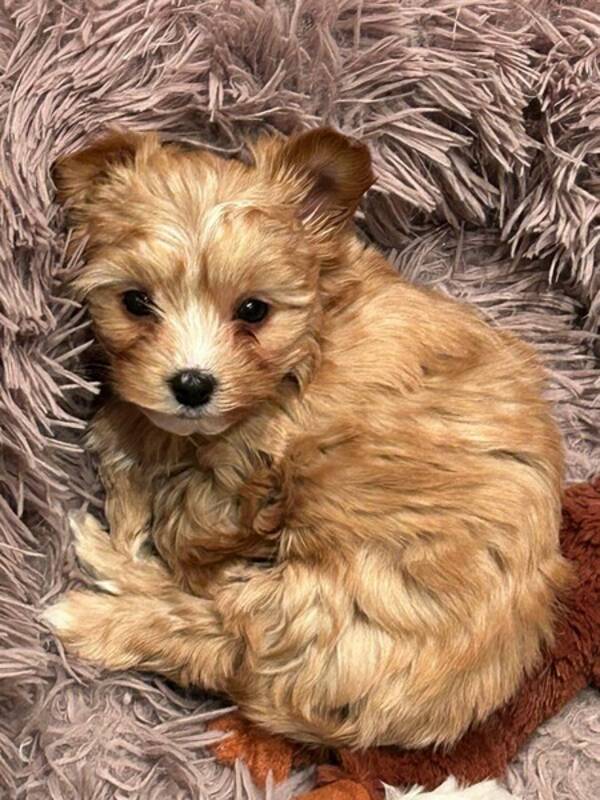 Hund - Biewer terrier Musse