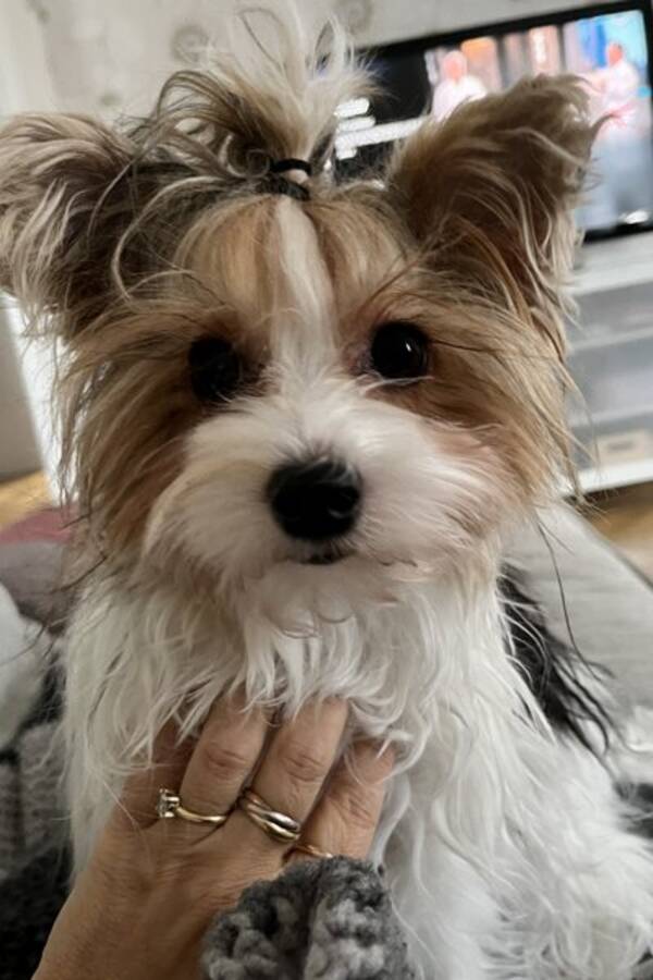 Hund - Valp Mimmie 