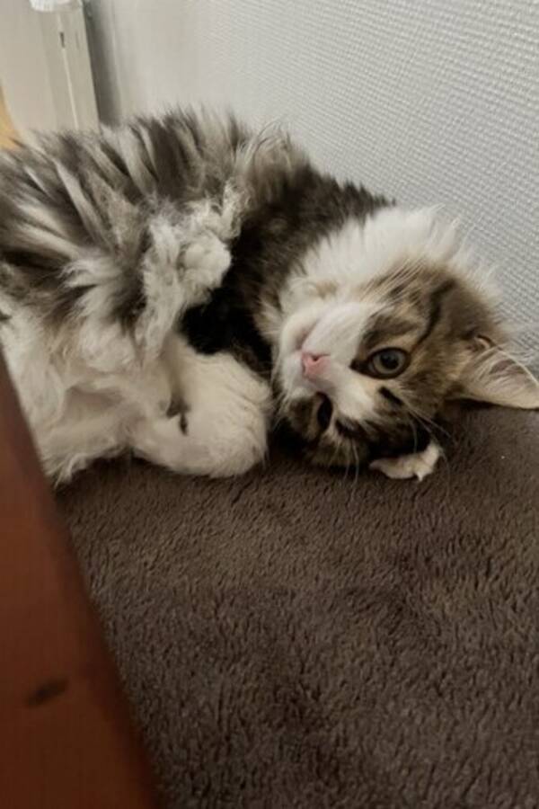 Katt - Katten Maja 