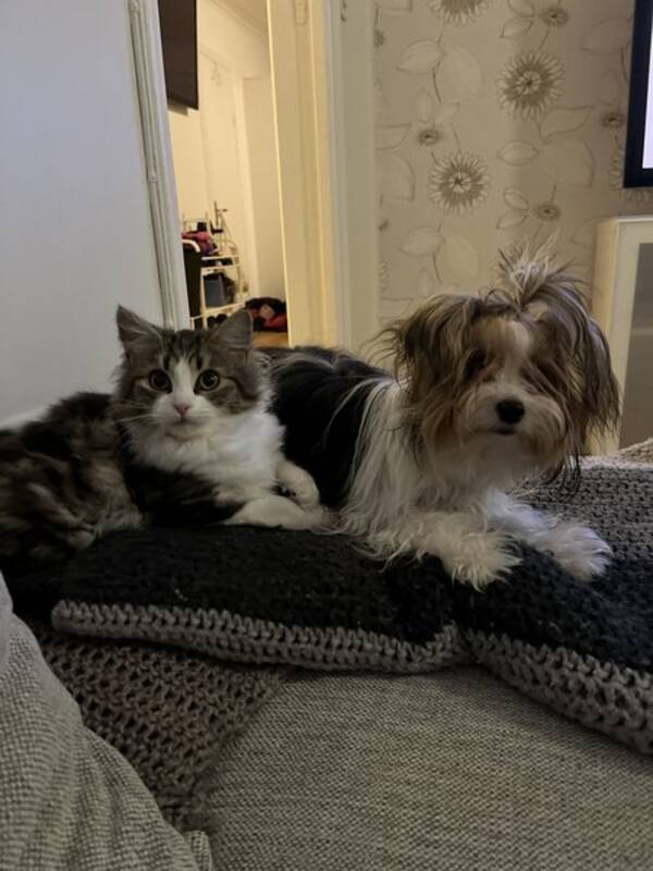 Katt - Katten Maja 