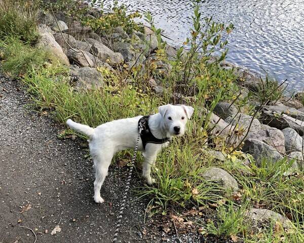 Hund - Bodil 