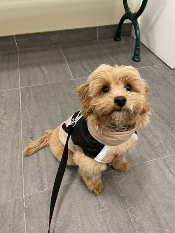 Hund - Havapoo Astor