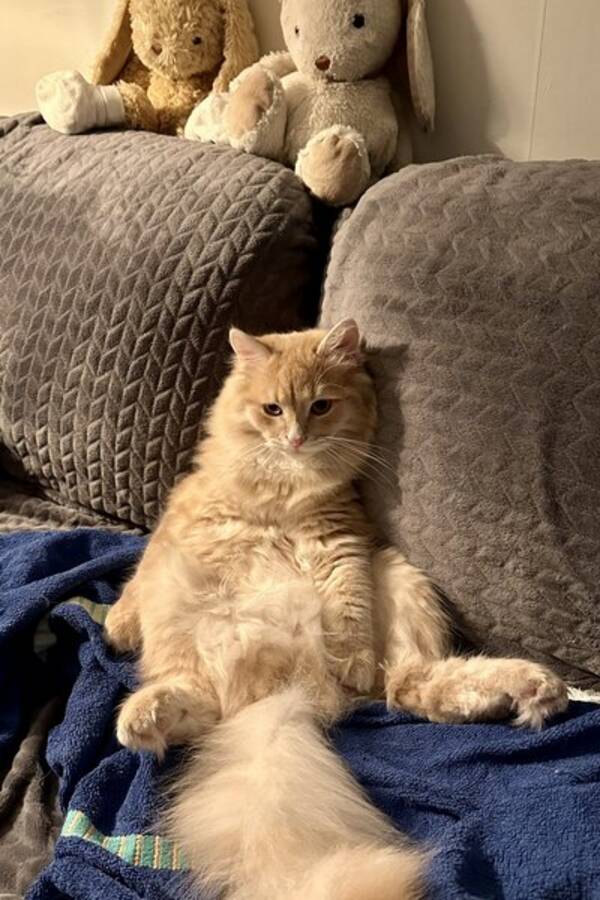 Katt - Kramgoa Fabian 