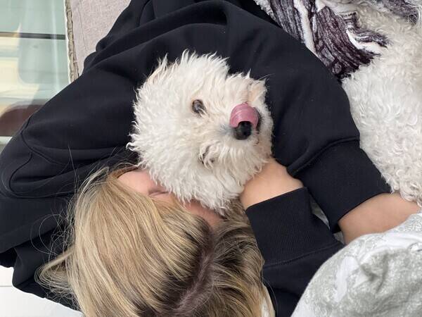 Hund - Maltipoo