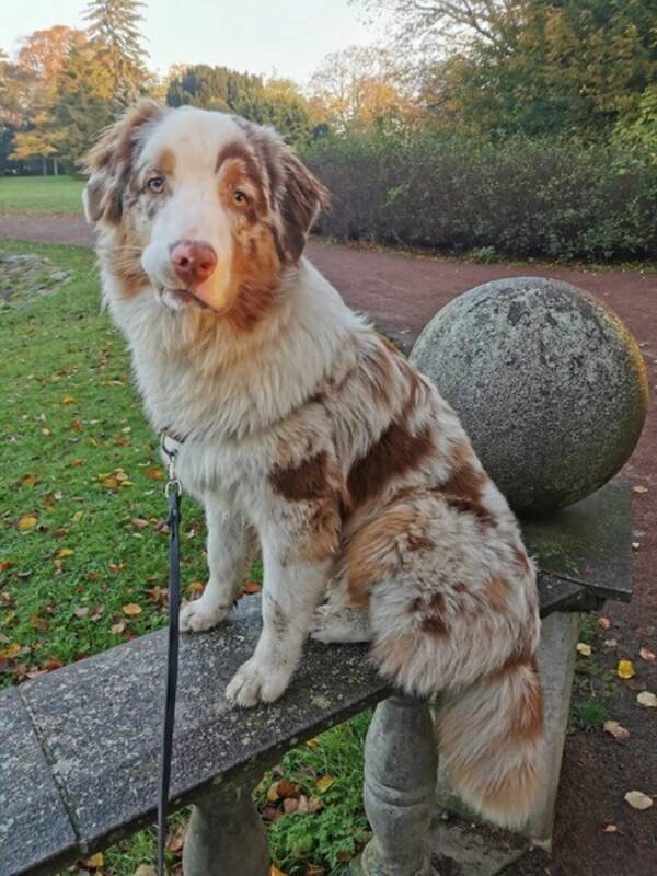 Hund - Australian shepherd Tristan