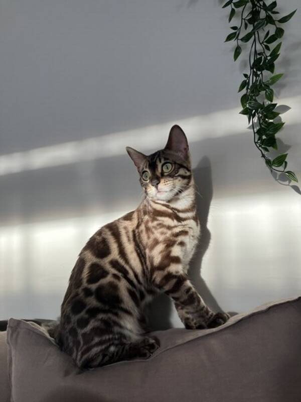 Katt - Katten Ruby