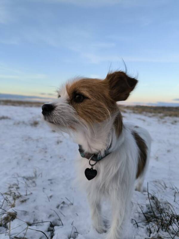 Hund - Jack Russell og pomchi 