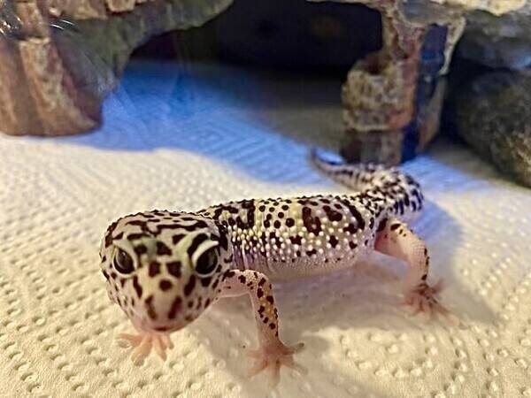 Övrigt - Sunny, leopard gecko
