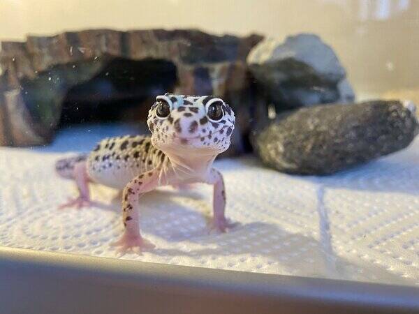 Övrigt - Sunny, leopard gecko
