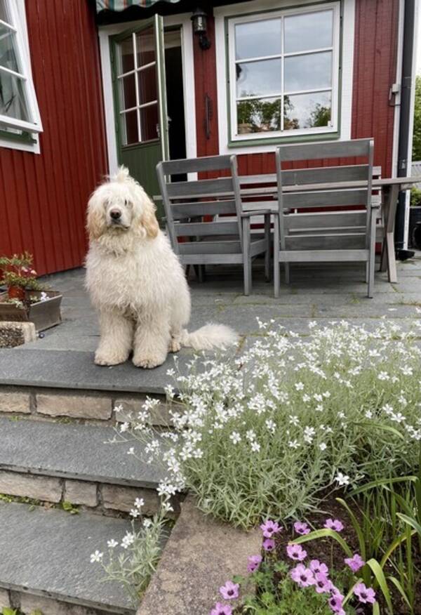 Hund - Chando, portugisiska vattenhund