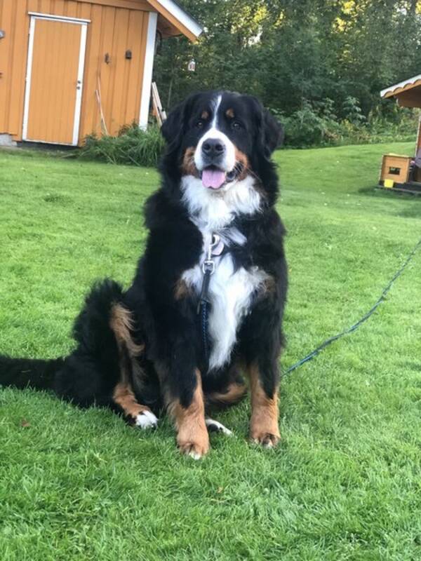 Hund - Berner Sennen- tispe