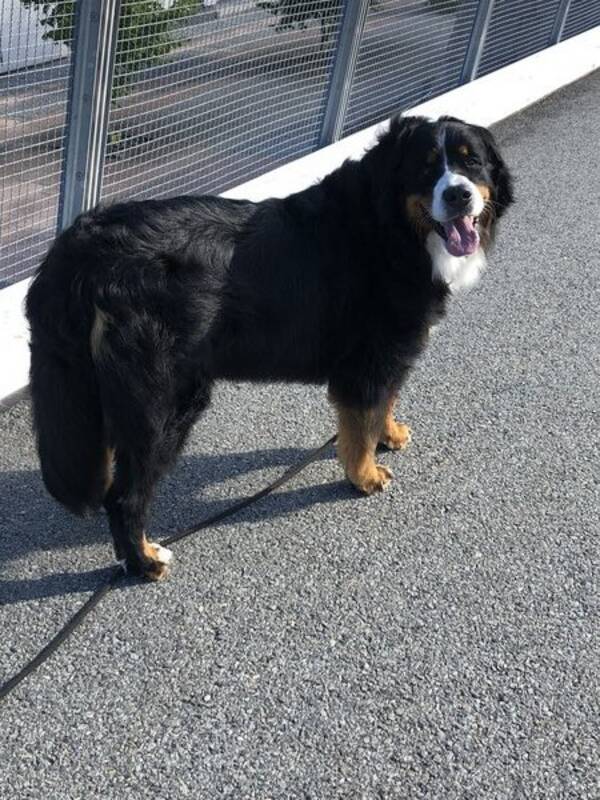 Hund - Berner Sennen- tispe