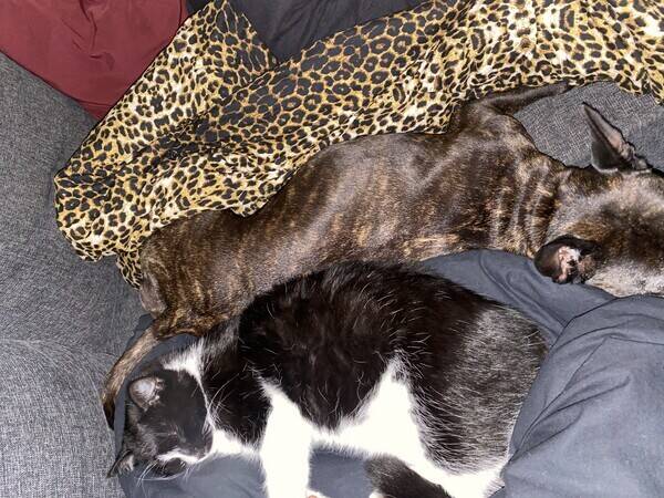 Katt - Vans blandras