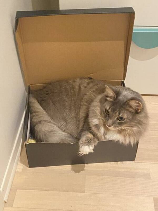 Katt