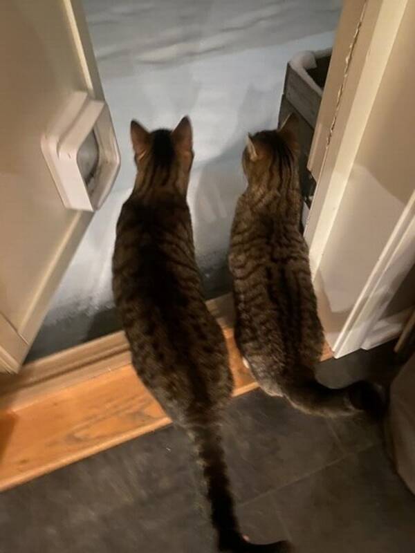 Katt - Gasto og Sukker 