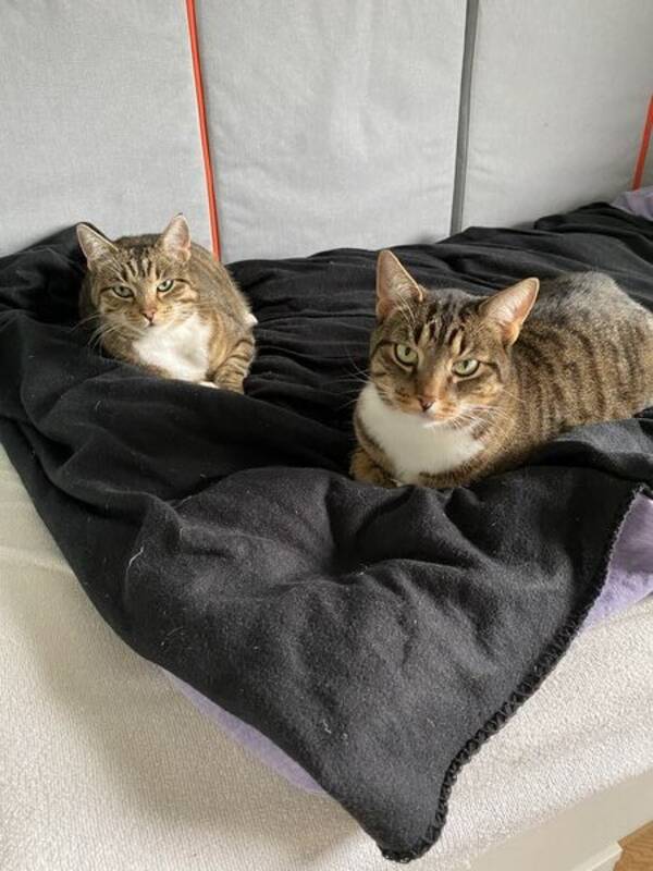 Katt - Gasto og Sukker 