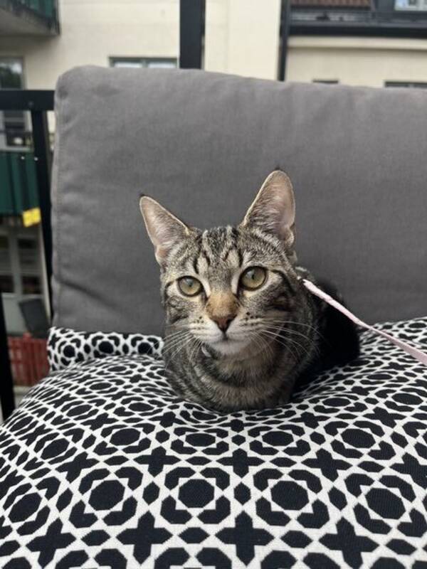 Katt - Katten Pixie