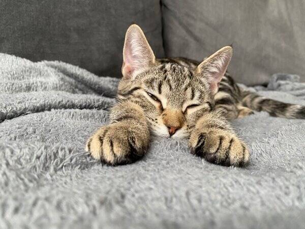 Katt - Katten Pixie