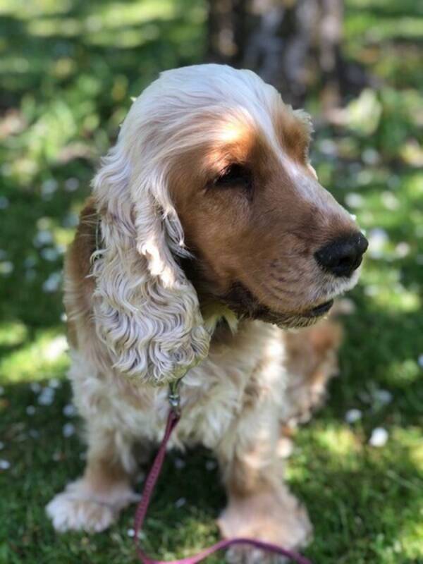 Hund - Cockerspanieln Polly 