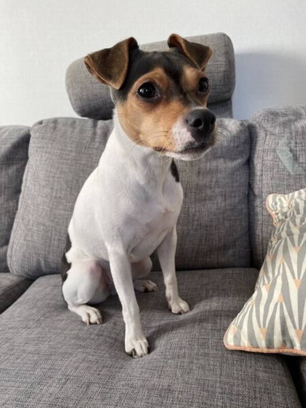 Hund - Terrier Brasileiro Olga