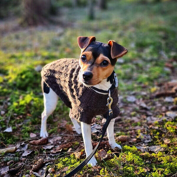 Hund - Terrier Brasileiro Olga