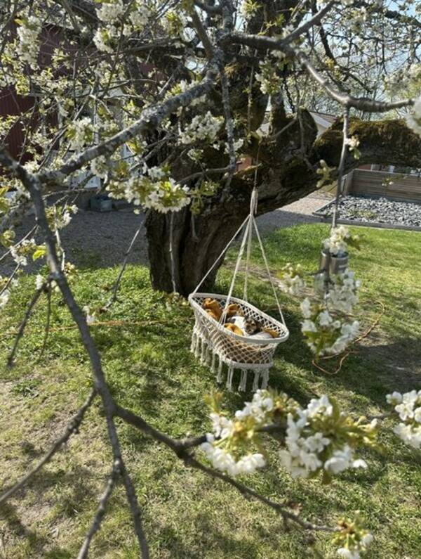 Hus - Hus i stergtland 