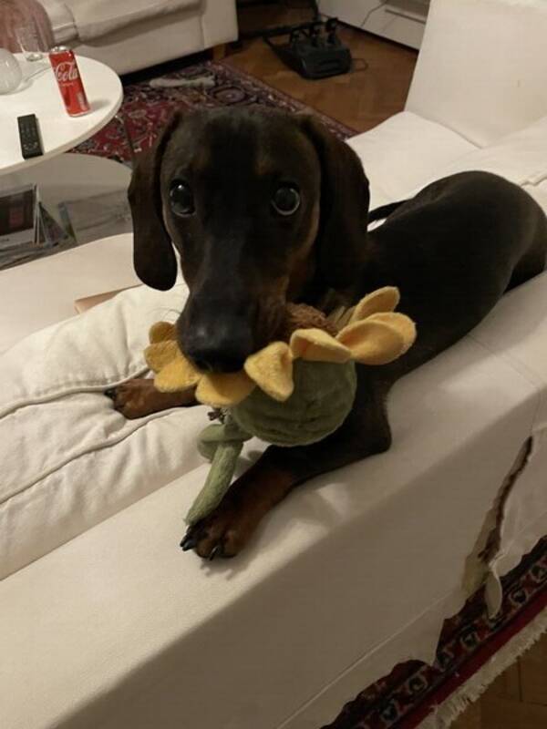 Hund - Tax Charlie