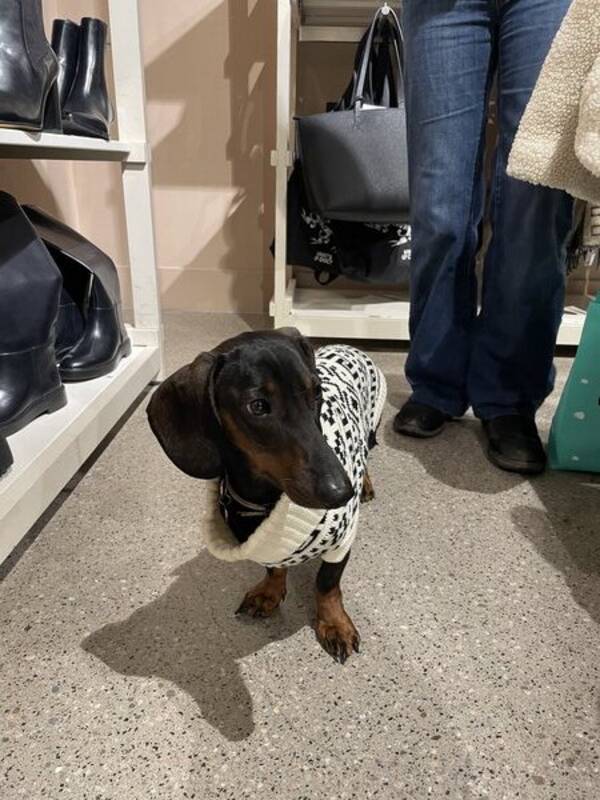 Hund - Tax Charlie