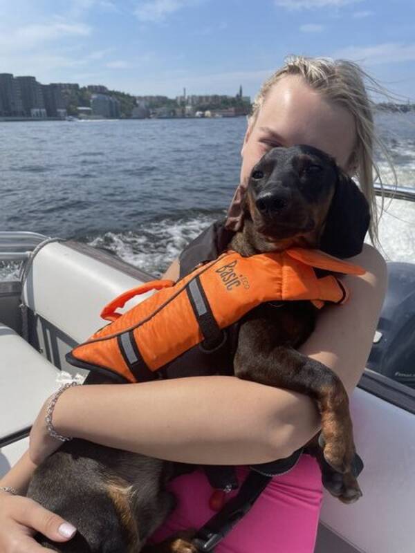 Hund - Tax Charlie