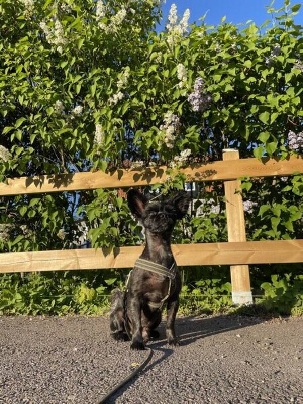 Hund - Ludde