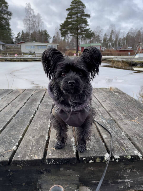 Hund - Ludde