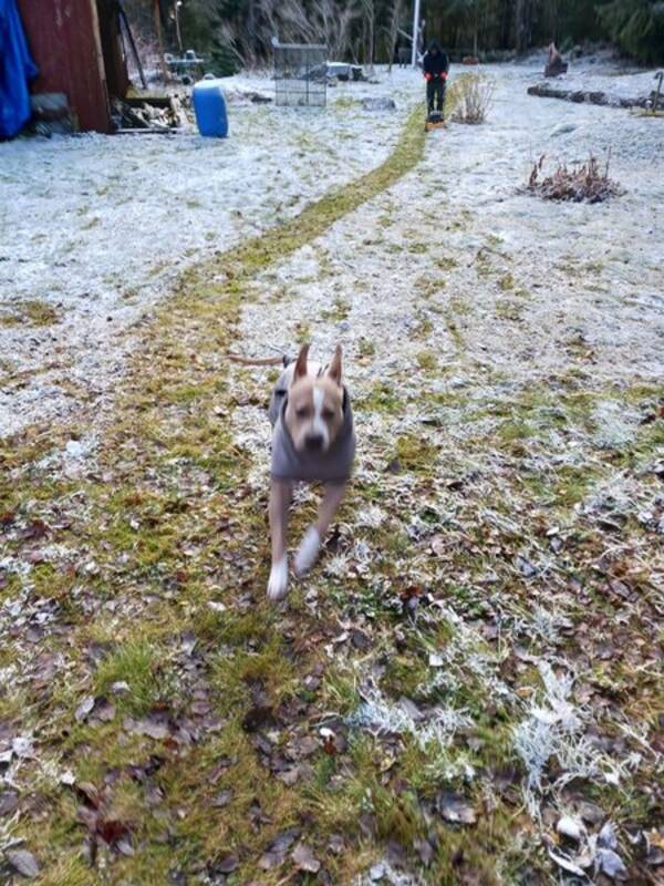 Hund - Nala Hund - Nala
