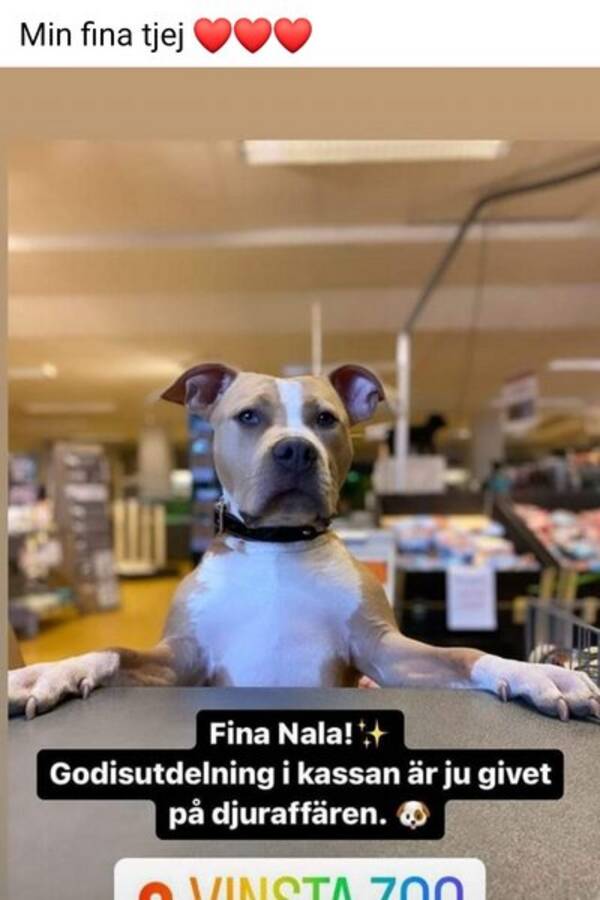 Hund - Nala