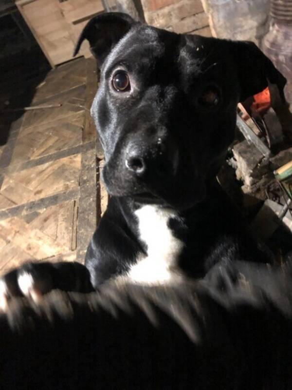 Hund - Glenn Hund - Glenn